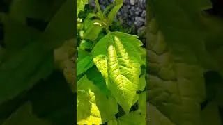 ᭚᭢ᬤ᭡ᬦ᭄&zwnj;ᬓᬶᬭᬶᬜᬸ᭪᭟ (Don Kirinyuh)  Daun kirinyuh - Chromolaena odorata 02