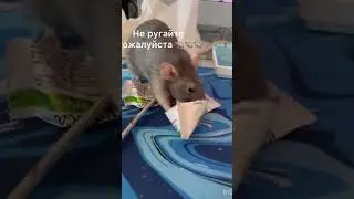 Крыса все съела#funny #animals #love #pets #шортс #Shorts#rat