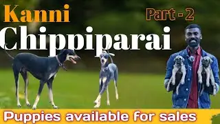 Chippiparai Dog puppy sales in Chennai /KOMBAI DOGS | Part-2 Video| Puppy For Sale #chennai