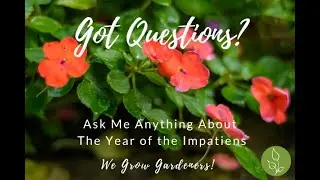 Ask Me Anything About the Year of Impatiens - a webinar recap