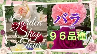 🌹【園芸店でバラを見る】