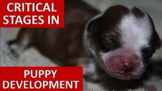 Critical Socialization Period For Puppies 2020 - First 16 Weeks Matter. (Get Early Confidence)