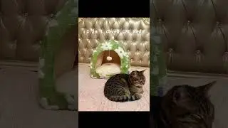 Pet & Wellness Essentials: Cats, Comfort, & Style #greenscreen #pet