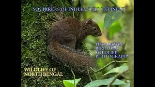 Hoary Bellied Himalayan Squirrel|Lepchajagat Wildlife|Wildlife of North Bengal|Himalayan Birding