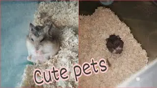 Cute Hamster playing| Animal Festival| All kinds of animals