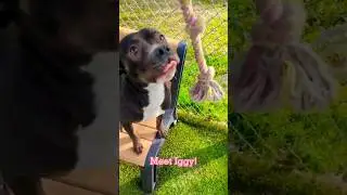 🐶 Iggy, A High Energy Pitbull, Finally Gets Adopted ⚡#adoptme