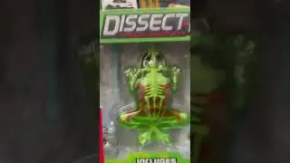 DISECT A FROG TOY! #toys #games #giftideas