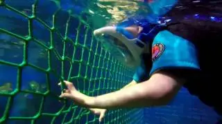 Snorkeling With Sharks - Sea Life Centre Blackpool