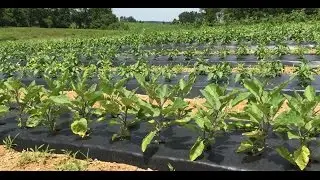 Using BASF&rsquo;s compostable mulch films to save money and time after harvest