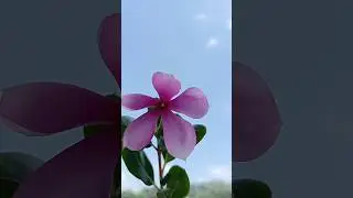 Catharanthus roseus|Beautiful flower#ytshorts #satisfying #flower