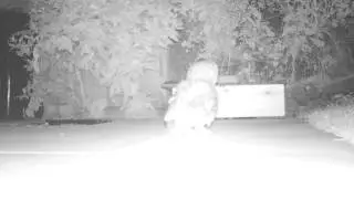 Hedgehog Street: Hedgehog and the unexpected visitor: WOW! by Hedgehog Champion Clare Ward