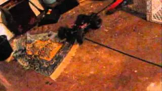 Slash 4x4 HPI Flux Tork 2200kv motor installation