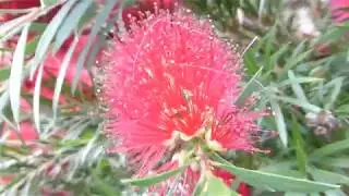 Red Bottlebrush Bush - Callistemon - Fl&ouml;skuburstarunni  - Bl&oacute;mstrandi runnar - Gar&eth;pl&ouml;ntur