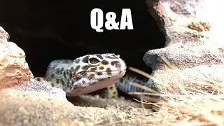 Q&A- You asked, I answered!