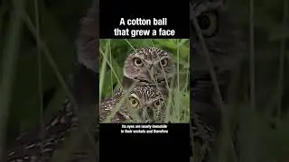 A baby owl is a cotton ball that grew a face #owls #animals #truefacts