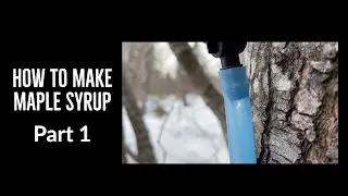 How to Make Maple Syrup Pt 1: Tapping Trees