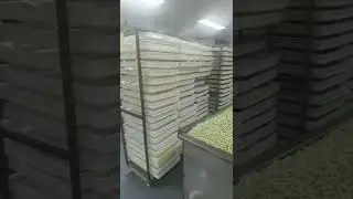 yogurt coatings pan system