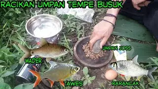 Cara Membuat Umpan Joss Dari Tempe Busuk ‼ Untuk Ikan Wader Rancak Dan Tawes
