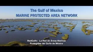 The Gulf of Mexico Marine Protected Area Network - RedGolfo