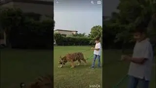 little kid holding tiger #short #youtube