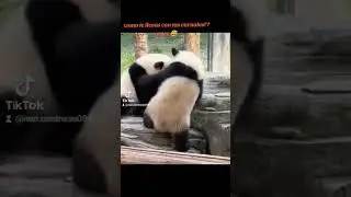 pandas #pandasong #panda #pandasong #shortvideo #shortsviral #shortyoutube #2025shorts #2025