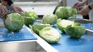 Cabbage Washing Cleaning And Cutting Shredding Machine