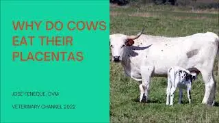 Large Animal Medicine: The Surprising Reasons Why Cows Eat The Placenta