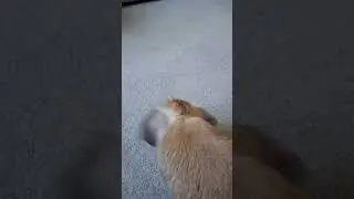 Little Jump #bunny ##rabbit #shortsfeed #shorts #shortsvideo #pets #cuteanimals #petlover