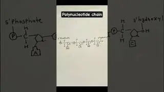 Structure of polynucleotide chain/polynucleotide chain #biology #diagram #class12 #shorts