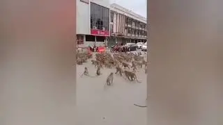 MONKEY gangs fight for food as lockdown keeps out tourists 🙉🙊