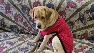 CRIMEMASTER COCO - THE LABRADOR is live
