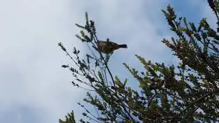 Brown Thornbill is flapping around | Australian Birds