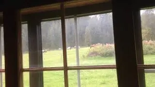 Some Horses and a Portal Kick in a Drawer