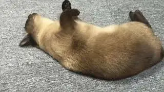 우리미호