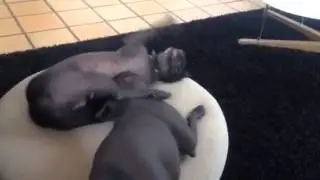Xoloitzcuintle dogs playing with the special xolo Sound