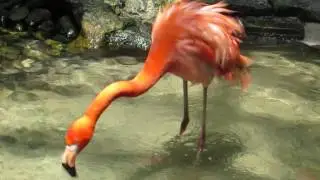 Key West Flamingo Mating Season