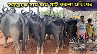 বাচ্চা সহ গাভি ও পাড়ি মহিষের দাম কমলো | ৩রা আগস্ট ২০২৫
