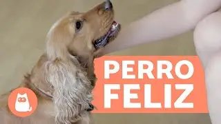 ¿Cómo hacer más feliz a tu perro? - 10 CLAVES imprescindibles