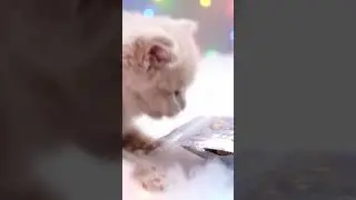 ASMR Fluffy pastel kittens playfully bat a crinkling treat bag in slow motion.