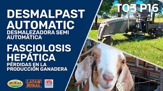 Desmalpast automatic | Fasciolosis hepática