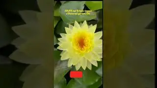#putraksha hardy water lilly #beauty #terrace #gardening #amazing #nature #super #