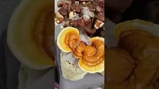 Reishi Mushroom (Lingzhi) &ndash; Powerful Medicinal Fungus for Longevity & Immunity