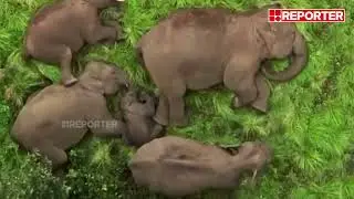 വൈറലായി പുൽമേട്ടിലെ ആനയുറക്കം... | Anamalai Tiger Reserve | Elephant