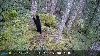 Wilderness Spy Guy, Bear rope a dope