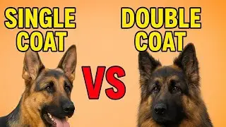 Single vs Double Coat German Shepherd | Care, Grooming & Facts || Owners के लिए ज़रूरी जानकारी