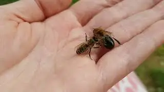 Bea's Bees - Arbeiterbiene beschnuppert Drohne