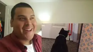 Fling-ama-String! - Cat Toy Review Reaction
