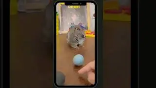 Bush Baby Excited plays with a ball #shorts