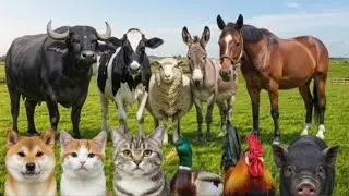 Farm Animal Sounds for Kids: Cow, Goat, Sheep, Pig, Chicken