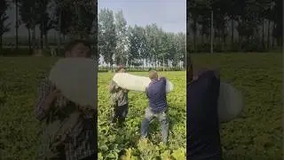 Giant Melon Harvest